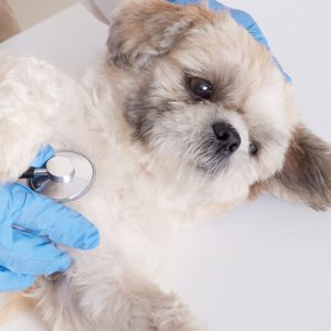 Veterinary Services